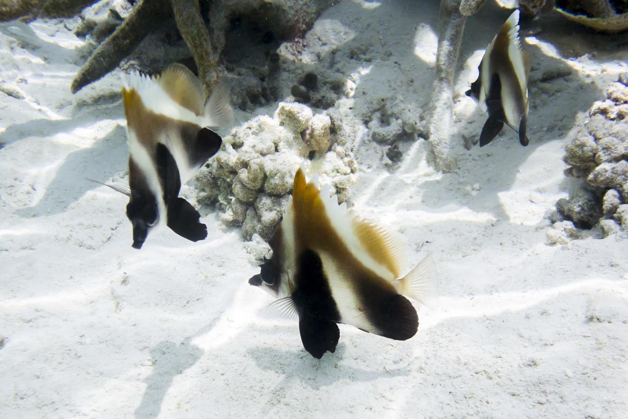 Detour Beach View Hangnaameedhoo Εξωτερικό φωτογραφία